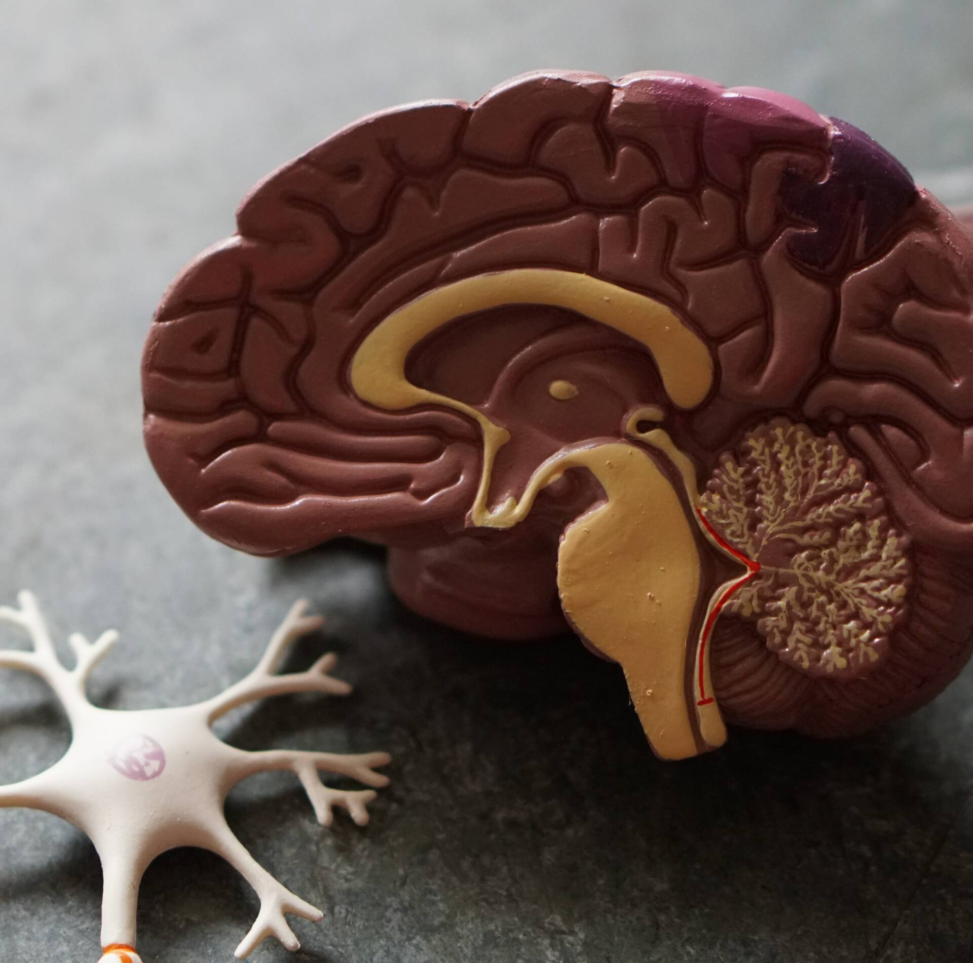 Model of a Brain